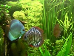 Discus (Symphysodon) Stock Footage