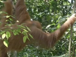 MS Orang utan eating in tree / Bukit Lawang, North Sumatra, Indonesia Stock Footage