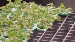 working in the hydroponics farm Stock Footage