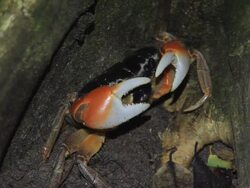 Red mangrove crab on beach Stock Footage