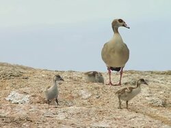 MS Shot of Egyptian Goose and its ducklings on rock / South Africa Stock Footage