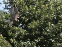 MS SLO MO Shot of common kestrel taking off from branch / Vieux Pont en Auge, Normandy, France Stock Footage