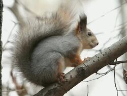 MS Shot of Squirrel sitting on tree branch / Moscow region, Russia Stock Footage