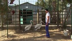 Zoo struggling in wake of Hamas-Israel war Instructional Video