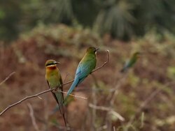 Blue-tailed bee-eater (Merops philippinus) Stock Footage