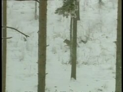 WA lone Grey wolf, Canis lupus, moving through snowy forest hunting, Arctic Circle Stock Footage