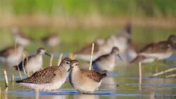 Wood Sandpiper Stock Footage