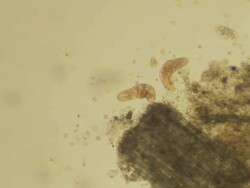 Micro organisms - copy space Stock Footage