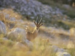 MS Shot of Mountain Gazelle male stands on rocky hillside and looks toward / Jerusalem, Judea, Israel Stock Footage