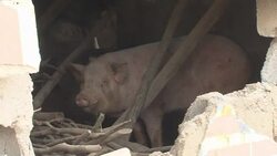 CLEAN : FILE: Earthquake in Chinas southwestern province Yunnan News Clip