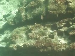 Sea Urchins in the Mediterranean Stock Footage