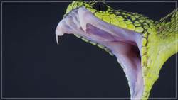 The Great Snake Debate Instructional Video