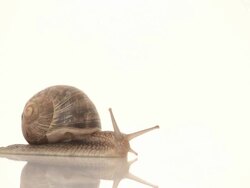 HD snail crawling in studio Stock Footage