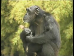 Chimpanzees, Pan troglodyte, mother holding wriggling baby son, CU, Israel Stock Footage