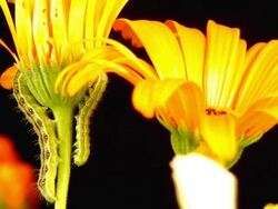 Blooming daisies Stock Footage