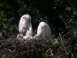 Three Egret Chicks Stock Footage