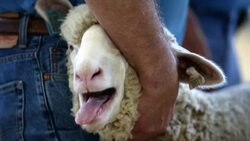 Iowa State Fair: Annual Midwestern Summer Rite Stock Footage