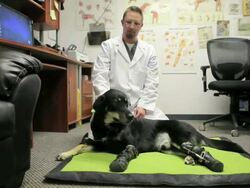 TWO LEGGED DOG GETS PROSTHETIC PAWS Stock Footage
