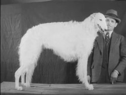 Dogs on display at 62nd  Westminster Kennel Club contest Stock Footage