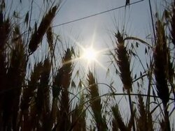 field of sun Stock Footage