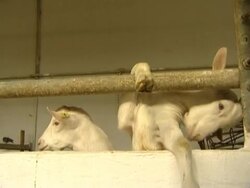 Dairy farm Stock Footage