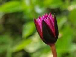 Pink waterlily blooming timelapse Stock Footage