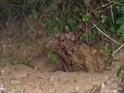 CU SLO MO Shot of European Badger (meles meles) Pair standing at Den Entrance / Normandy, Calvados, France Stock Footage