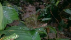 Amazon Leaf Frog (Agalychnis hulli) on a leaf above a rainforest stream Stock Footage