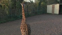 Rothschild's Giraffes at Dudley Zoo News Clip