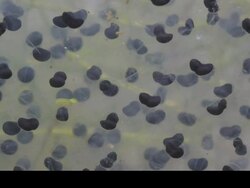 T/L frogspawn develops into tadpoles, close up, UK Stock Footage