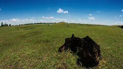 Time lapse:tree stump with sky background Stock Footage