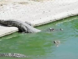 Crocodile Stock Footage
