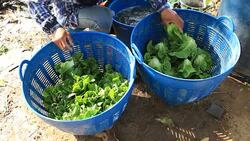 Farmers wash lettuce Stock Footage