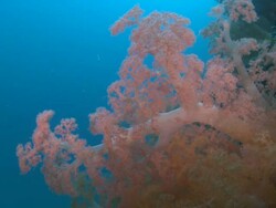Coral, Monad Shoa, Malapascua, Philippines Stock Footage