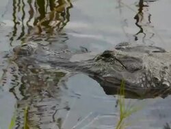 Close-up of resting Alligator in swamp, eye opens up, Aransas National Wildlife Refuge, Texas Stock Footage