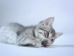 HD: Playful Kitten Stock Footage