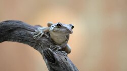 Netherlands, Bonaire Island, Dutch Caribbean, Kralendijk, Coqui Antillano or Whistling Tree frog ( Eleutherodactylus johnstonei ) Stock Footage