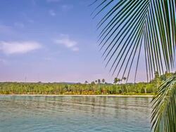 Island and palm Stock Footage