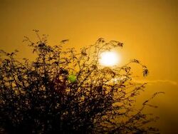 Sunset behind the trees Stock Footage