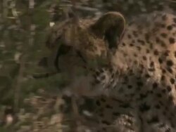 Medium pan-left - A cheetah walks through tall weeds and grasses / South Africa Stock Footage