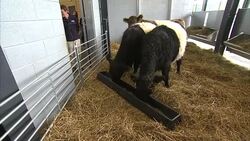 Queen Elizabeth II Opens New School of Veterinary Medicine at the University of Surrey News Clip