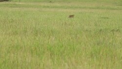 Lioness Hunting / Preying at wild Stock Footage