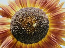 CU Shot of honeybee (Apis mellifera) gathers pollen on multi colored sunflower / Valparaiso, Indiana, United States Stock Footage