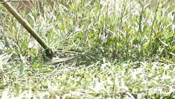 Gardener cutting grass Super Slow Stock Footage