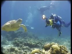 MS Green Turtle swimming toward camera, CU Turtle swims past camera, divers and videographer in backgound, Sipadan, Borneo, Malaysia Stock Footage