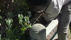 Search and rescue monitors help preserve African penguin News Clip