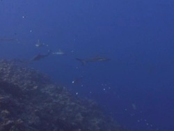 Sharks Hunting Stock Footage
