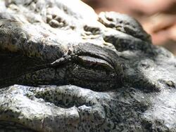 Crocodile Stock Footage