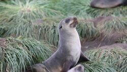 Antarctic Fur Seal pups and females at Salisbury Plain, South Georgia, Southern Ocean. Stock Footage