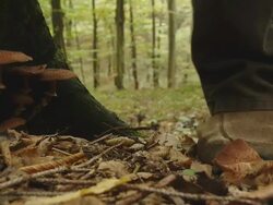 HD: Stepping On A Mushroom Stock Footage